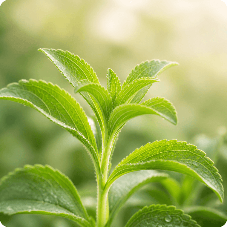 Stevia